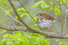 Wood Thrush, Hylocichla mustelina