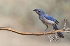 Woodhouse Scrub-jay, Aphelocoma woodhouseii