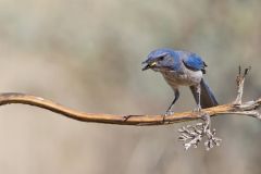 Woodhouse Scrub-jay, Aphelocoma woodhouseii