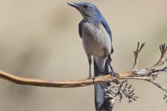 Woodhouse Scrub-jay, Aphelocoma woodhouseii