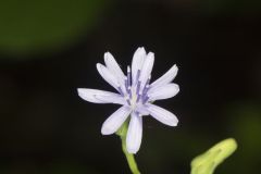 Woodland Lettuce, Lactuca floridana