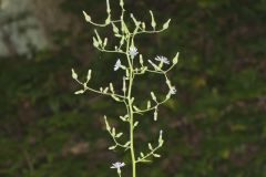 Woodland Lettuce, Lactuca floridana