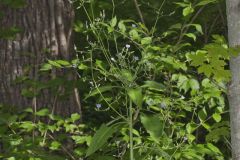 Woodland Lettuce, Lactuca floridana