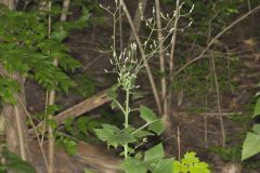 Woodland Lettuce, Lactuca floridana