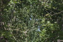 Woodland Lettuce, Lactuca floridana