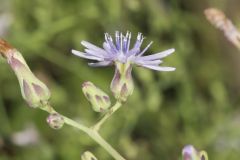 Woodland Lettuce, Lactuca floridana