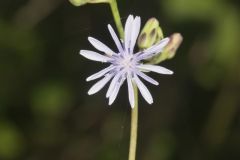 Woodland Lettuce, Lactuca floridana