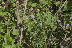 Woodland Lettuce, Lactuca floridana