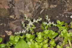 Woodland Stonecrop, Sedum ternatum
