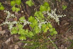 Woodland Stonecrop, Sedum ternatum