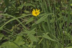 Woodland Sunflower, Helianthus divaricatus