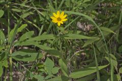 Woodland Sunflower, Helianthus divaricatus