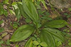 Wood's Bunchflower, Melanthium woodii