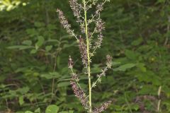 Wood's Bunchflower, Melanthium woodii