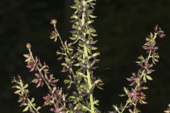 Wood's Bunchflower, Melanthium woodii