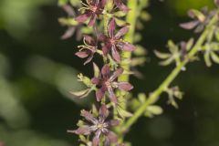 Wood's Bunchflower, Melanthium woodii