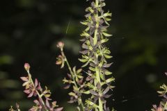 Wood's Bunchflower, Melanthium woodii