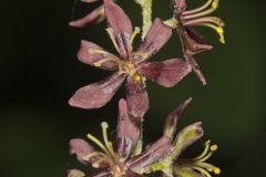 Wood's Bunchflower, Melanthium woodii