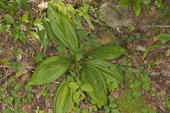 Wood's Bunchflower, Melanthium woodii