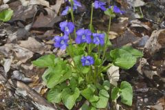 Woolly Blue Violet, Viola sororia