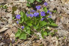 Woolly Blue Violet, Viola sororia