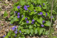 Woolly Blue Violet, Viola sororia