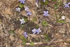 Woolly Blue Violet, Viola sororia