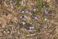 Woolly Blue Violet, Viola sororia