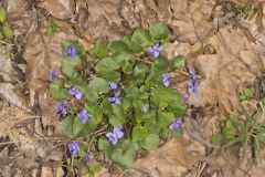 Woolly Blue Violet, Viola sororia