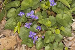 Woolly Blue Violet, Viola sororia