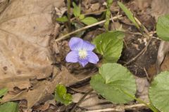 Woolly Blue Violet, Viola sororia