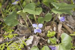 Woolly Blue Violet, Viola sororia