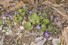 Woolly Blue Violet, Viola sororia