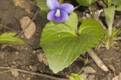 Woolly Blue Violet, Viola sororia