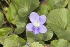 Woolly Blue Violet, Viola sororia