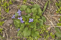 Woolly Blue Violet, Viola sororia