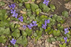 Woolly Blue Violet, Viola sororia