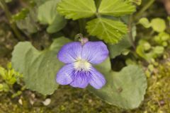 Woolly Blue Violet, Viola sororia