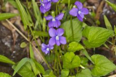 Woolly Blue Violet, Viola sororia