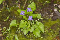Woolly Blue Violet, Viola sororia