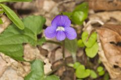 Woolly Blue Violet, Viola sororia