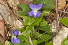 Woolly Blue Violet, Viola sororia