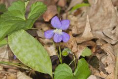 Woolly Blue Violet, Viola sororia