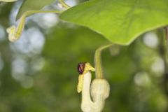 Woolly Dutchman's Pipe, Aristolochia tomentosa