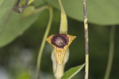 Woolly Dutchman's Pipe, Aristolochia tomentosa