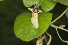 Woolly Dutchman's Pipe, Aristolochia tomentosa