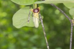 Woolly Dutchman's Pipe, Aristolochia tomentosa