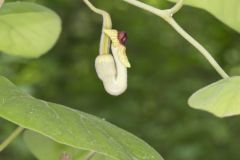 Woolly Dutchman's Pipe, Aristolochia tomentosa