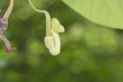 Woolly Dutchman's Pipe, Aristolochia tomentosa