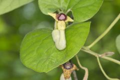 Woolly Dutchman's Pipe, Aristolochia tomentosa